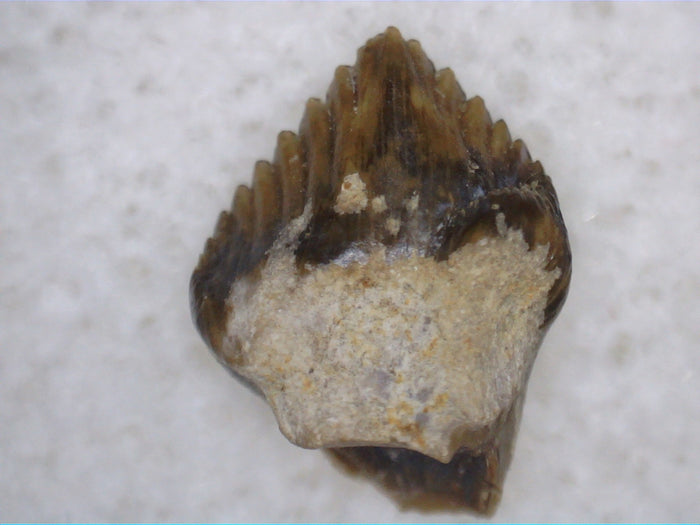 Pefect Thescelosaurus Tooth from the Hell Creek Formation