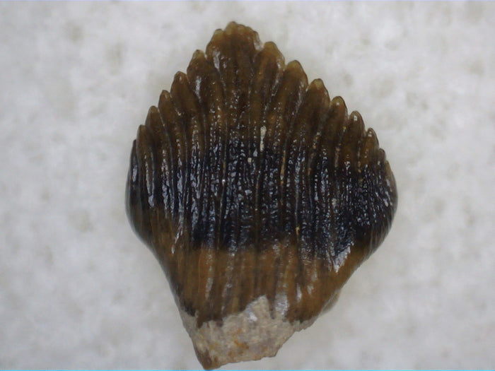 Pefect Thescelosaurus Tooth from the Hell Creek Formation