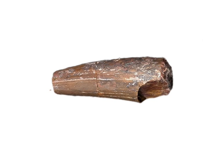 Phytosaur Tooth, Chinle Formation