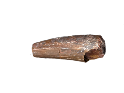 Phytosaur Tooth, Chinle Formation