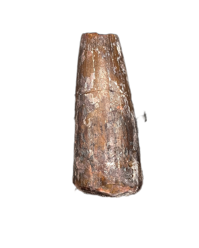 Phytosaur Tooth, Chinle Formation