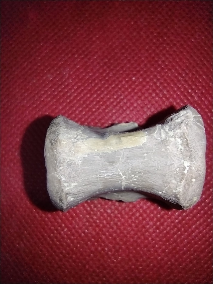 Phytosaur Vertebrae
