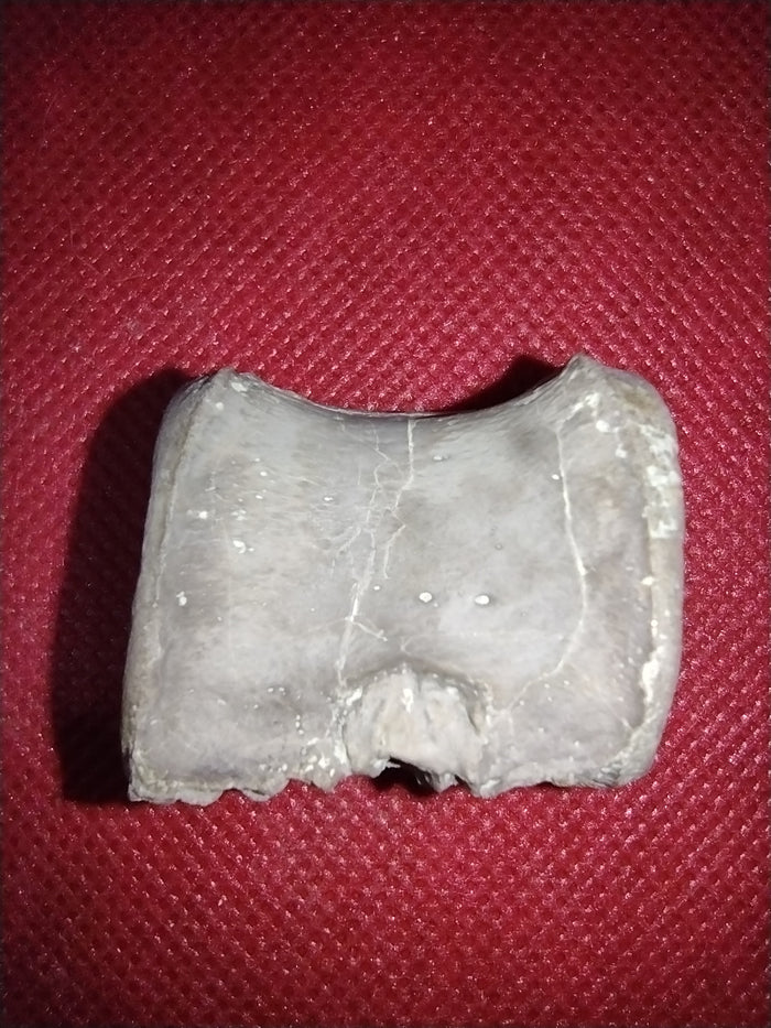 Phytosaur Vertebrae