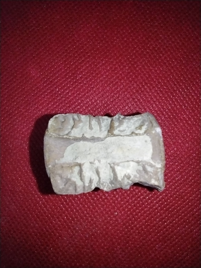 Phytosaur Vertebrae