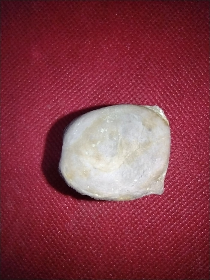 Phytosaur Vertebrae