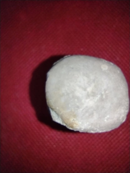 Phytosaur Vertebrae
