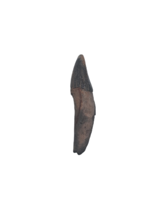 Platanistidae? (River Dolphin) Tooth, Calvert Formation, 15-27 Milion Years Old
