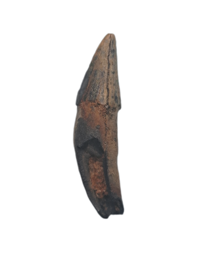 Platanistidae? (River Dolphin) Tooth, Calvert Formation, 15-27 Milion Years Old