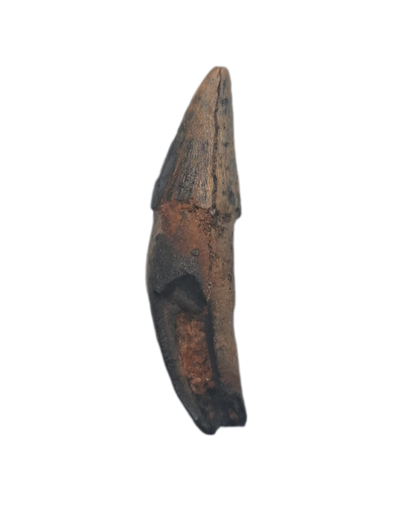 Platanistidae? (River Dolphin) Tooth, Calvert Formation, 15-27 Milion Years Old