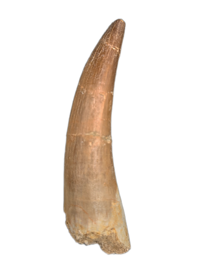Plesiosaur (Zarafasaura) Tooth