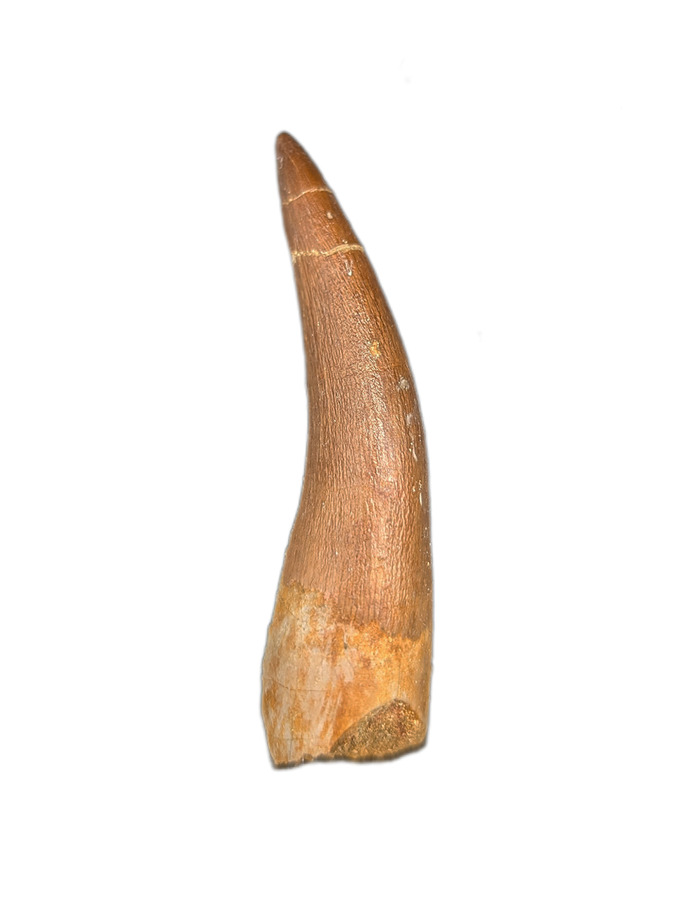 Plesiosaur (Zarafasaura) Tooth
