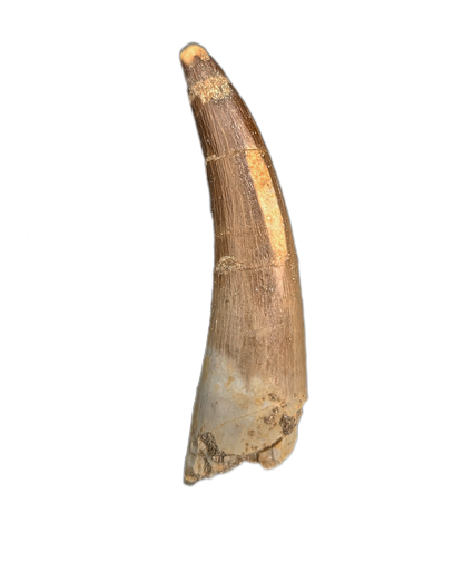 Plesiosaur (Zarafasaura) Tooth