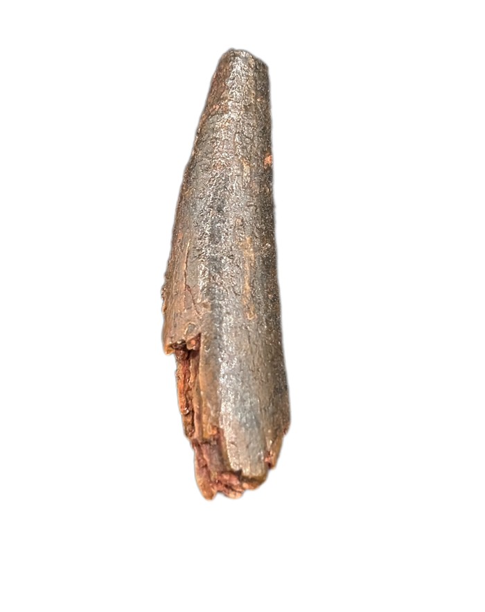Pterosaur tooth from the Kem Kem beds of Morocco