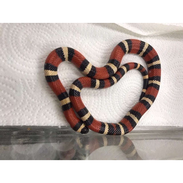 Pueblan Milksnake:Jungle Bob's Reptile World