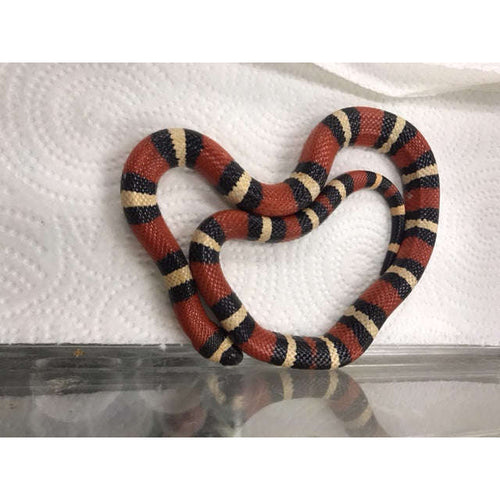 Pueblan Milksnake:Jungle Bob's Reptile World