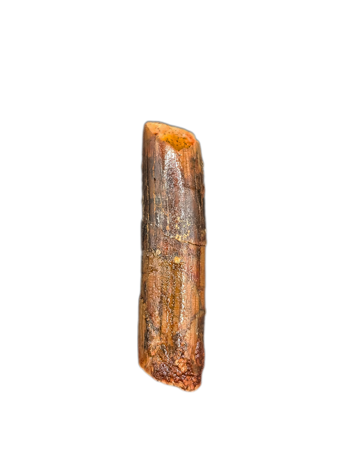 Rebbachisaurus (Sauropod) Tooth from Morocco