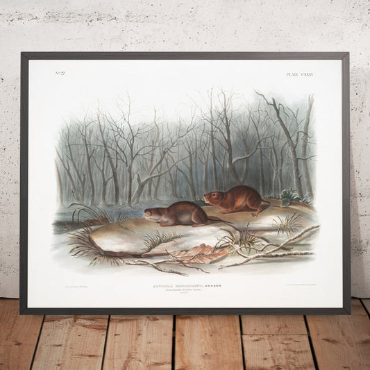 A framed image of