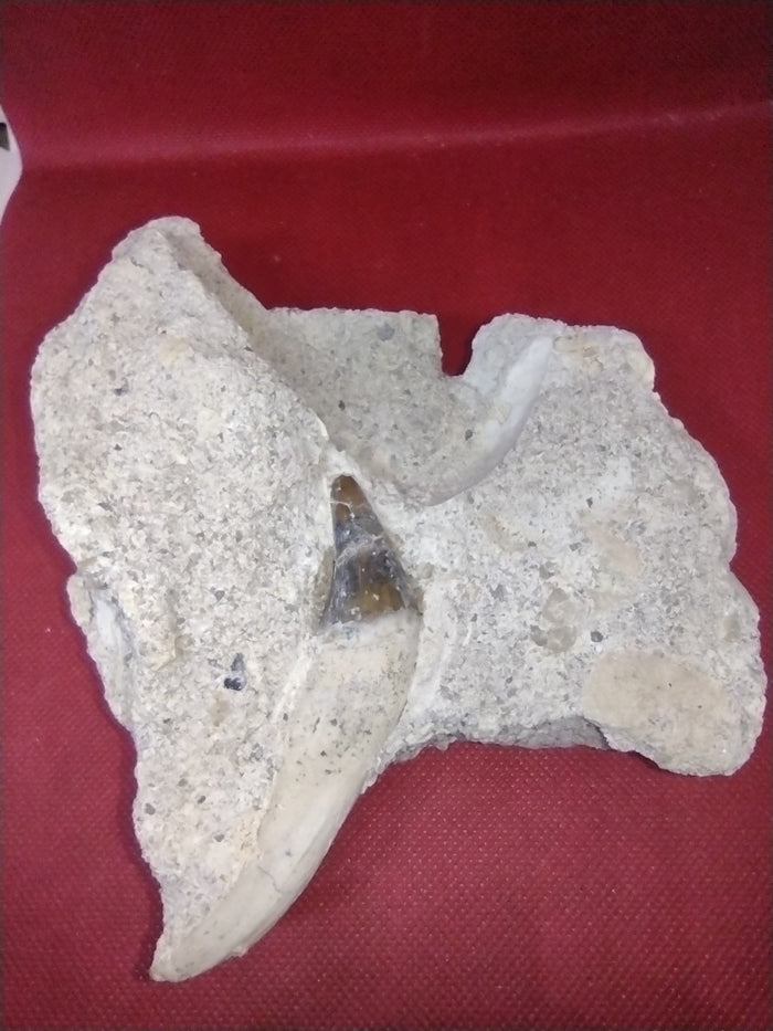 Rooted Basilosaurus Tooth