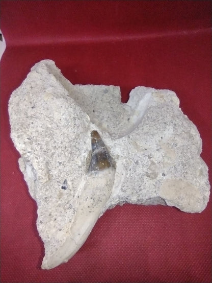 Rooted Basilosaurus Tooth