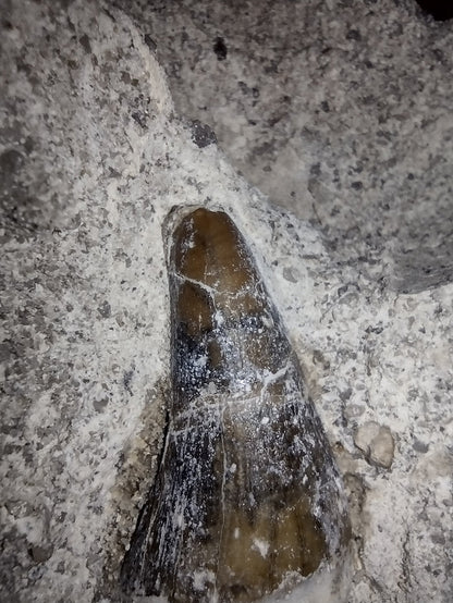 Rooted Basilosaurus Tooth