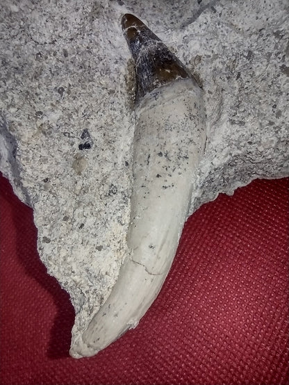 Rooted Basilosaurus Tooth