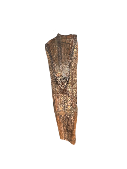 Rooted Hadrosaur Tooth, Judith River Formation