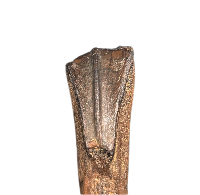 Rooted Hadrosaur Tooth, Judith River Formation