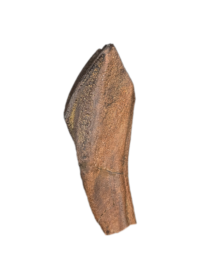 Rooted Hadrosaur Tooth, Judith River Formation