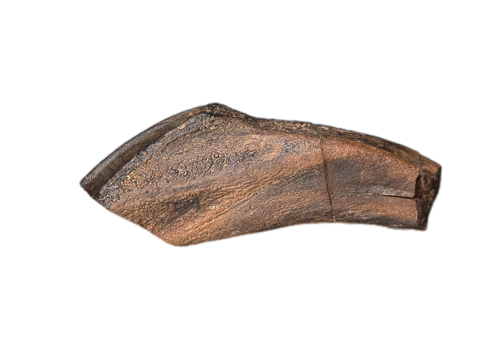 Rooted Hadrosaur Tooth, Judith River Formation