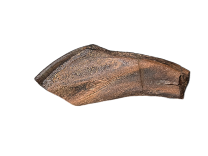 Rooted Hadrosaur Tooth, Judith River Formation