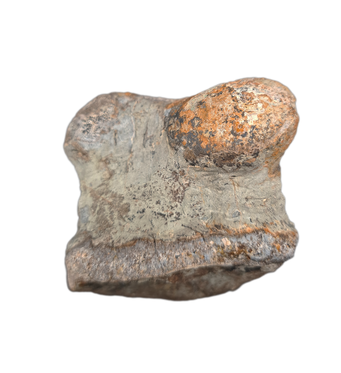Sauropod Toe, El Mers II Formation