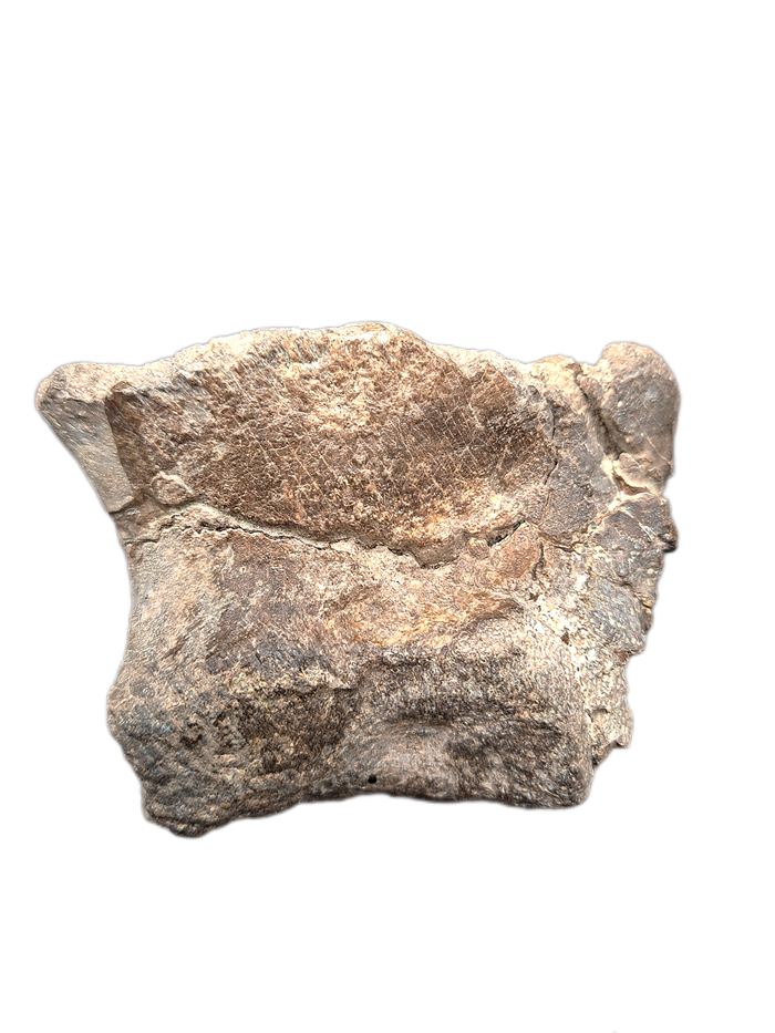 Sauropod Toe, El Mers II Formation