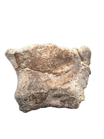 Sauropod Toe, El Mers II Formation