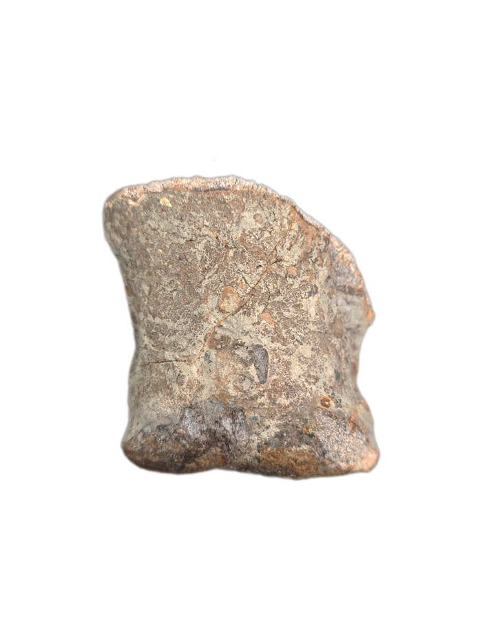 Sauropod Toe, El Mers II Formation
