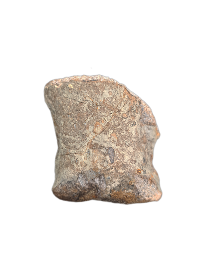 Sauropod Toe, El Mers II Formation