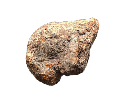 Sauropod Toe, El Mers II Formation