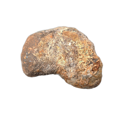 Sauropod Toe, El Mers II Formation