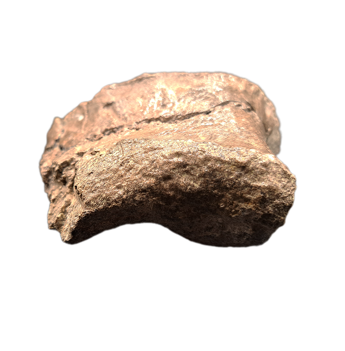 Sauropod Toe, El Mers II Formation