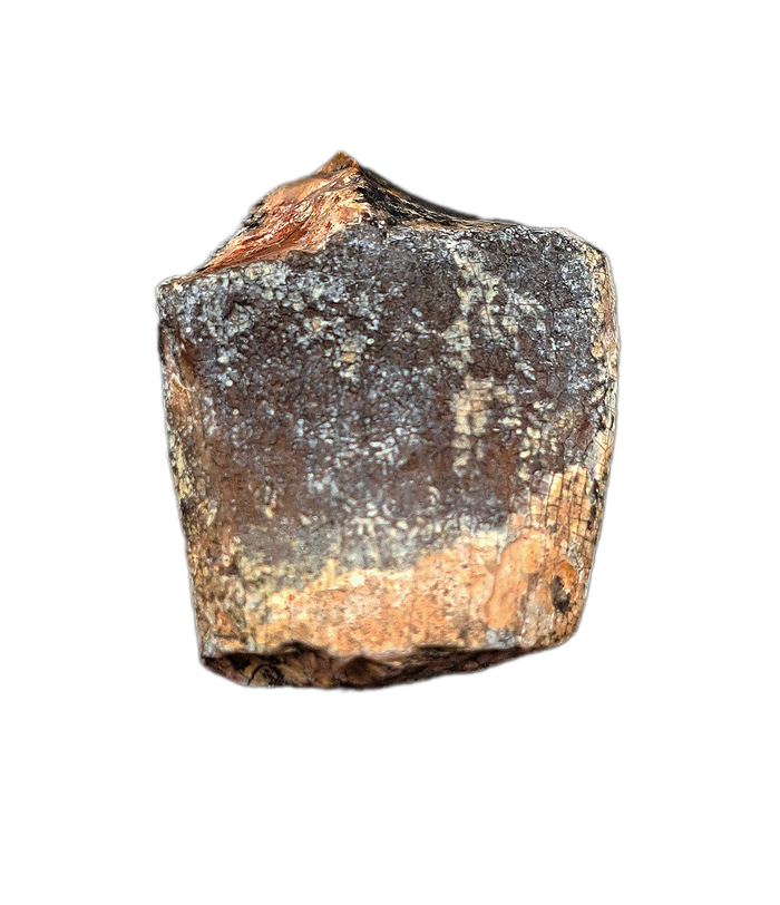 Sauropod Tooth, Mid Jurassic of Africa