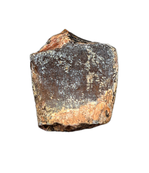 Sauropod Tooth, Mid Jurassic of Africa
