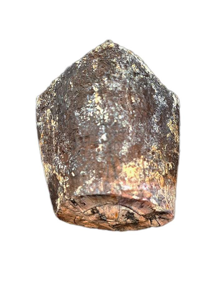 Sauropod Tooth, Mid Jurassic of Africa