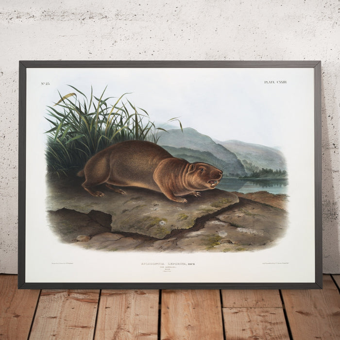 A framed image of