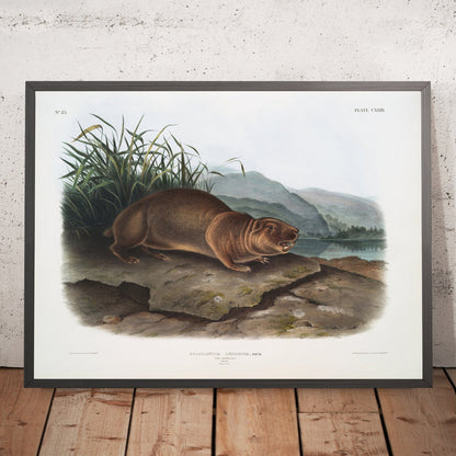 A framed image of