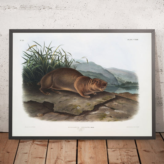 A framed image of