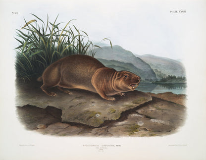Sewellel (Aplodontia leporina) by John Woodhouse Audubon, 1845