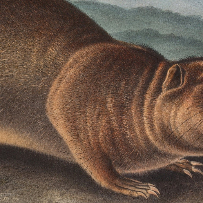 Sewellel (Aplodontia leporina) by John Woodhouse Audubon, 1845