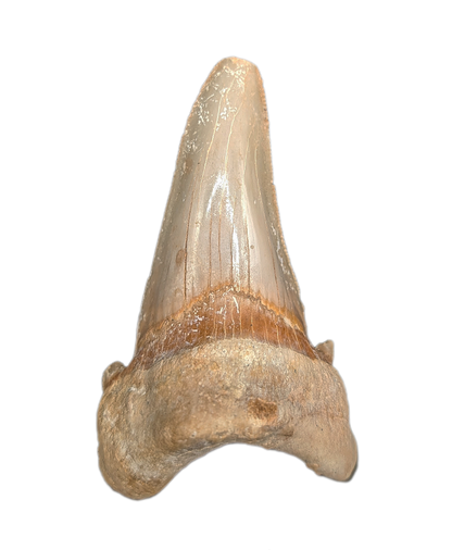 Sokolovi (Auriculatus) Shark Tooth