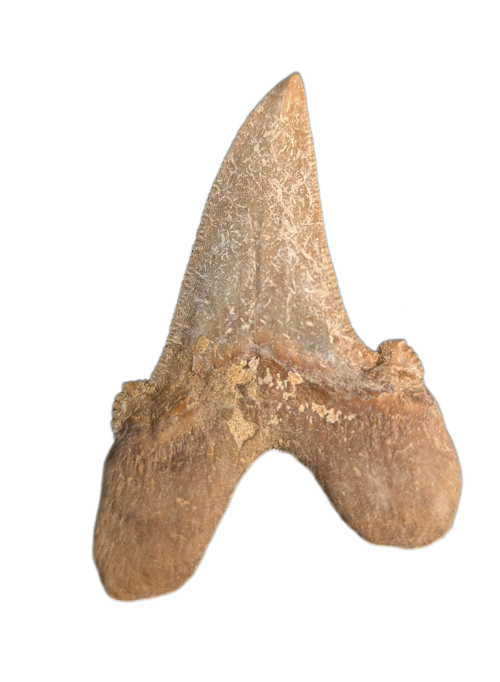 Sokolovi (Auriculatus) Shark Tooth