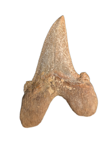 Sokolovi (Auriculatus) Shark Tooth