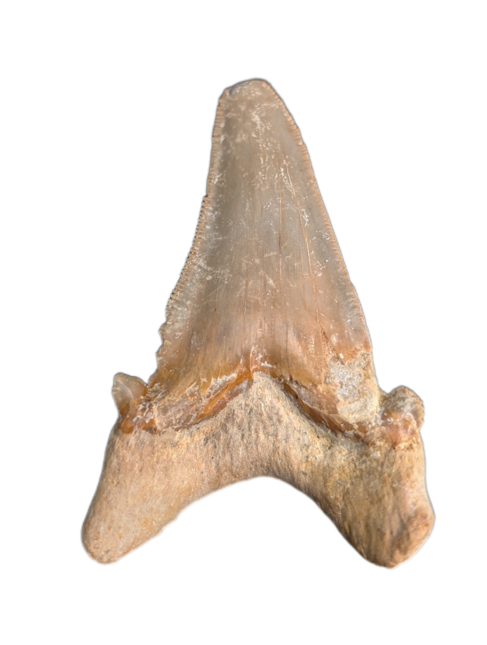 Sokolovi (Auriculatus) Shark Tooth